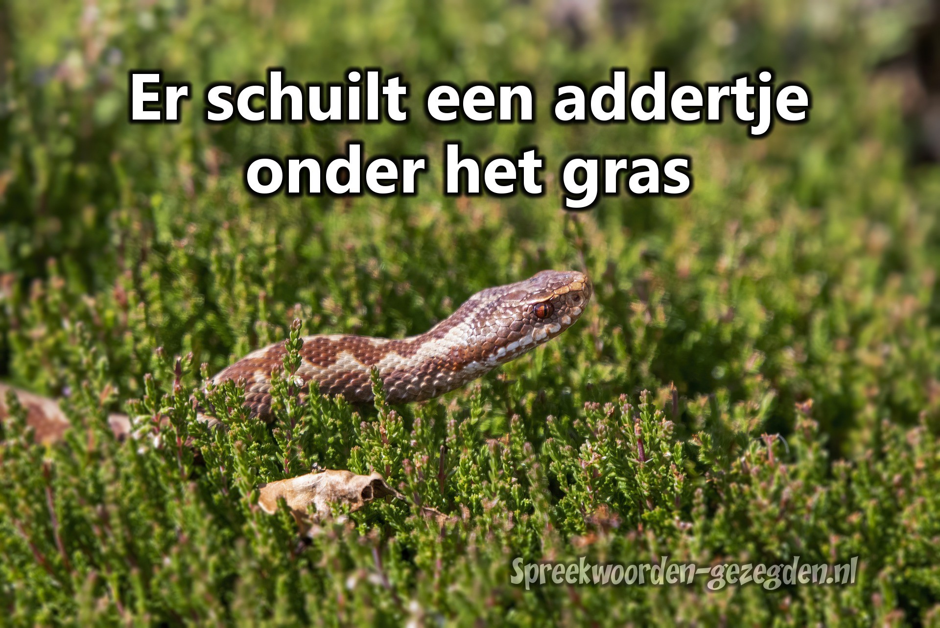 Er Schuilt Een Addertje Onder Het Gras Betekenis
