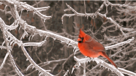 Oiseau sur une branche (hiver)