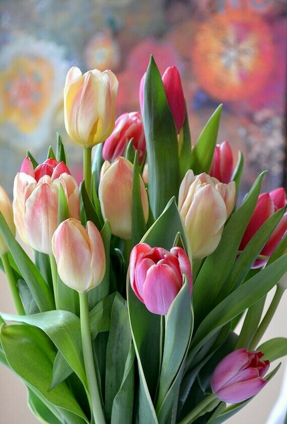 Tulipes (04) [fleurs, Pays-Bas]