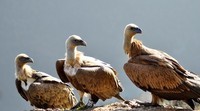 photo-vautours-1435x800