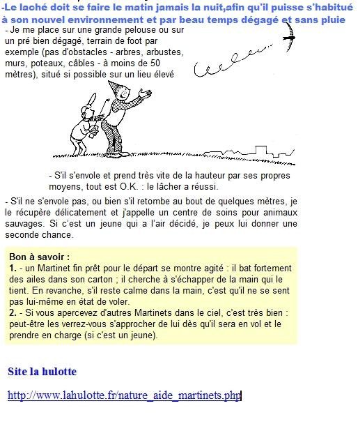 J Ai Ramasse 3 Martinet Noir Ils Vont A Merveille Lire Uniqtpage9aaujo Oiseaux Forum Animaux Doctissimo