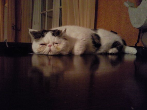 Mon Chat Est Bete