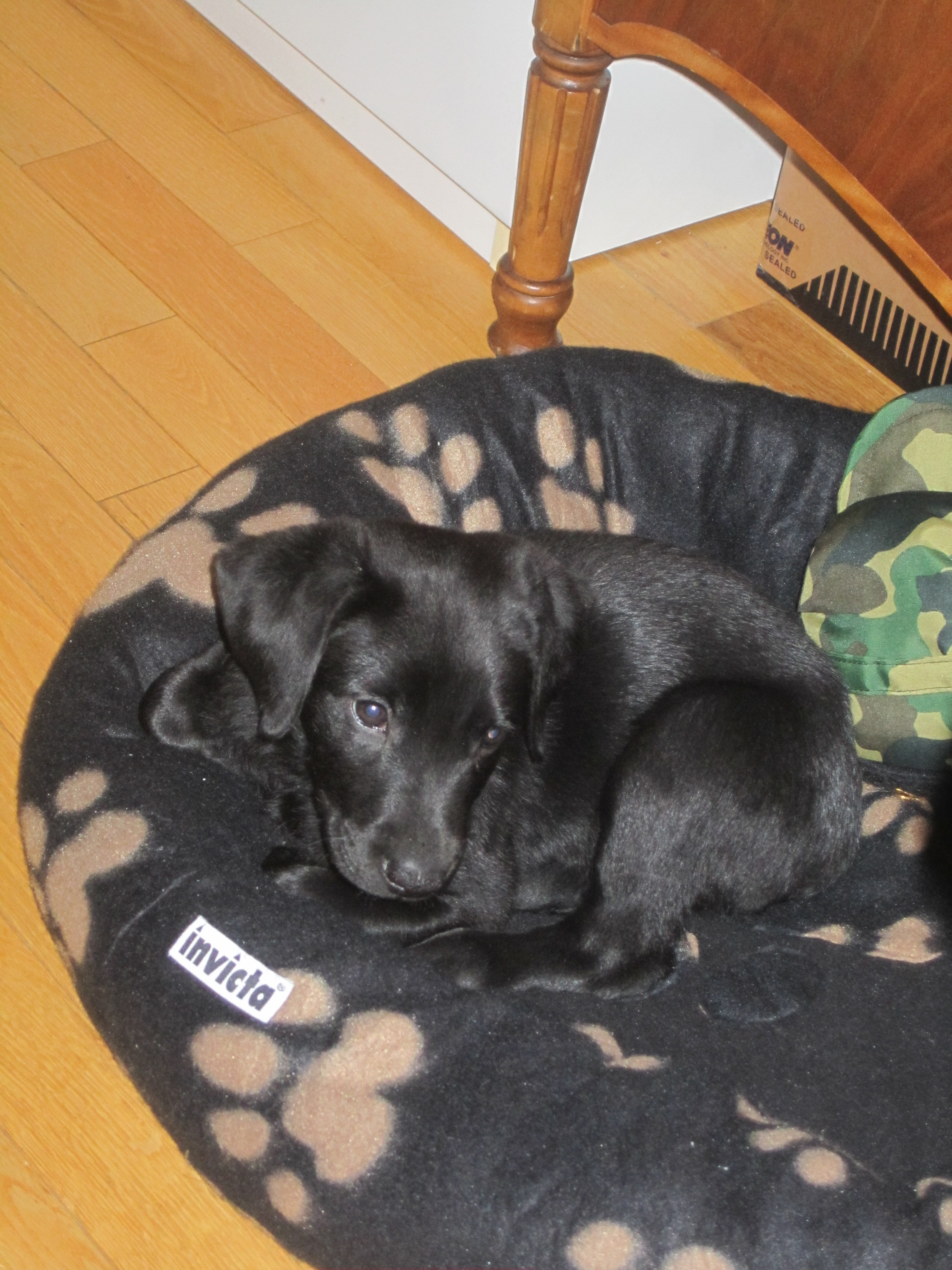 Labrador Croise Quoi Chiens Forum Animaux Doctissimo Labrador Croise Quoi Chiens Forum Animaux Doctissimo