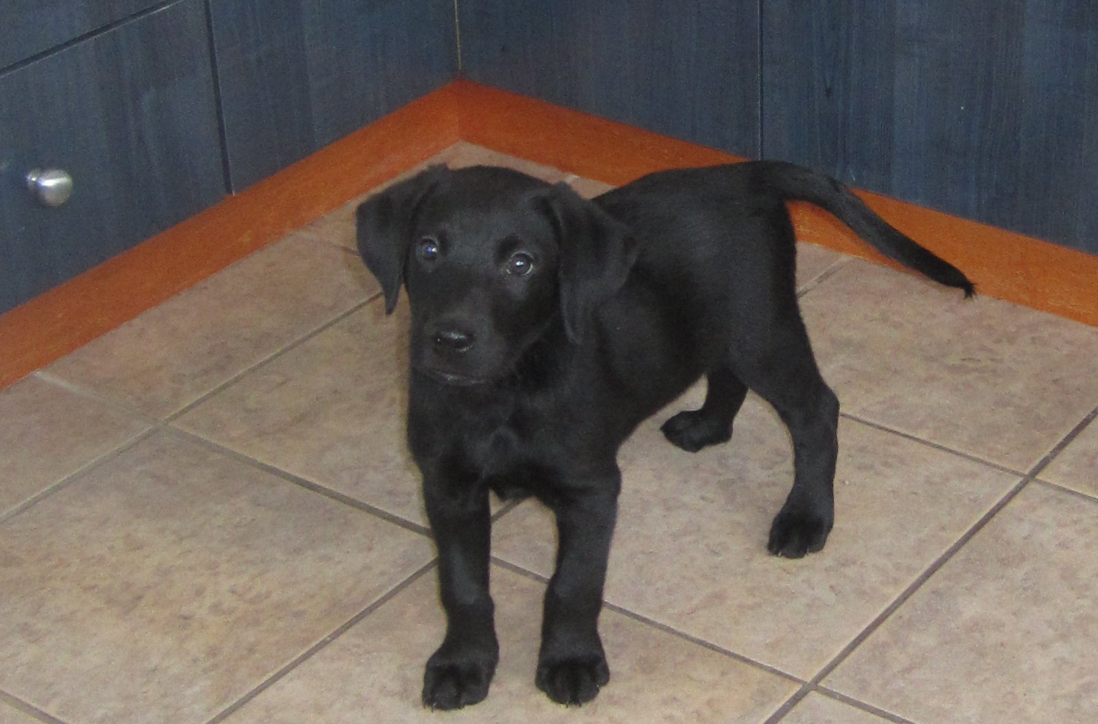 Labrador Croise Quoi Chiens Forum Animaux Doctissimo Labrador Croise Quoi Chiens Forum Animaux Doctissimo