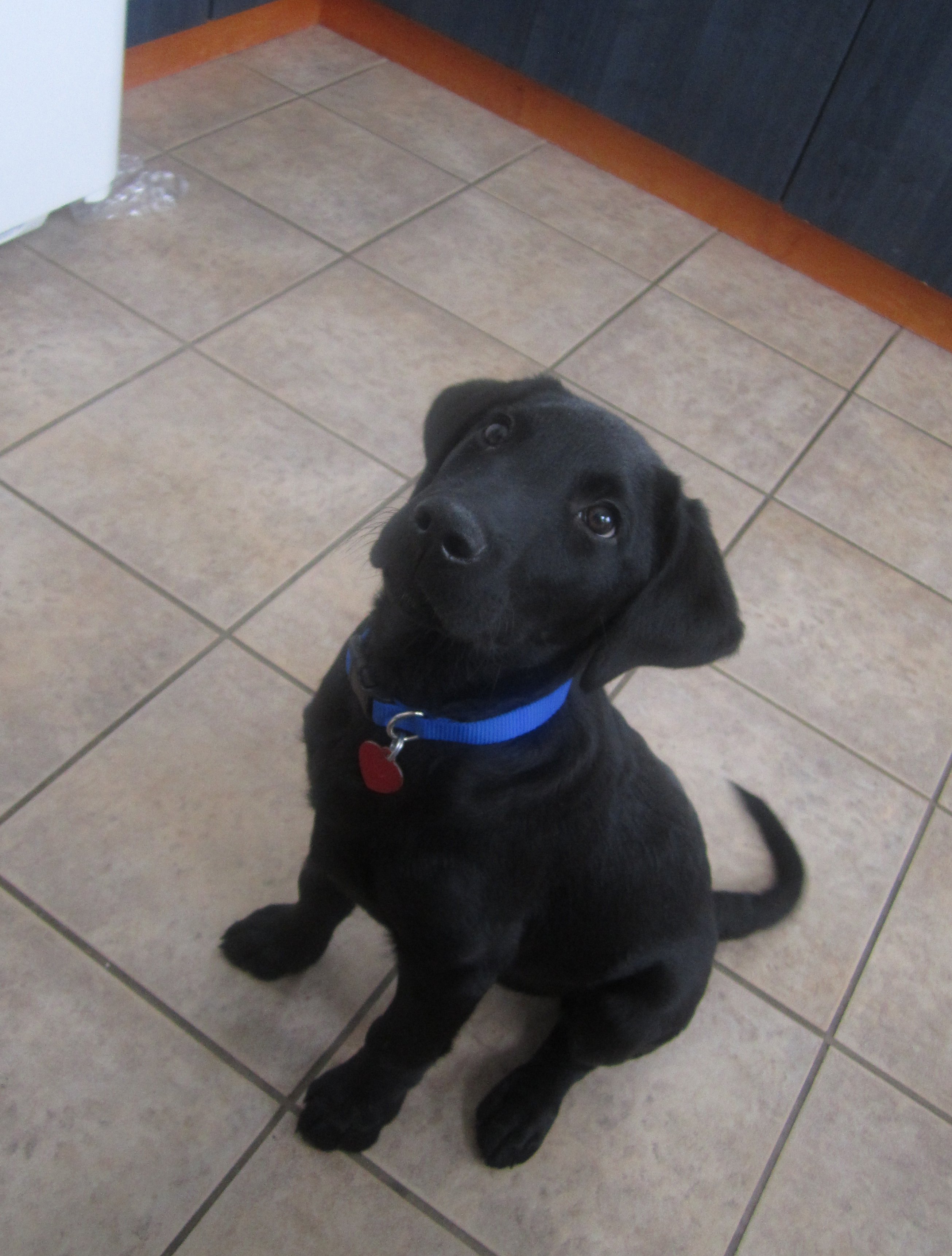 Labrador Croise Quoi Chiens Forum Animaux Doctissimo