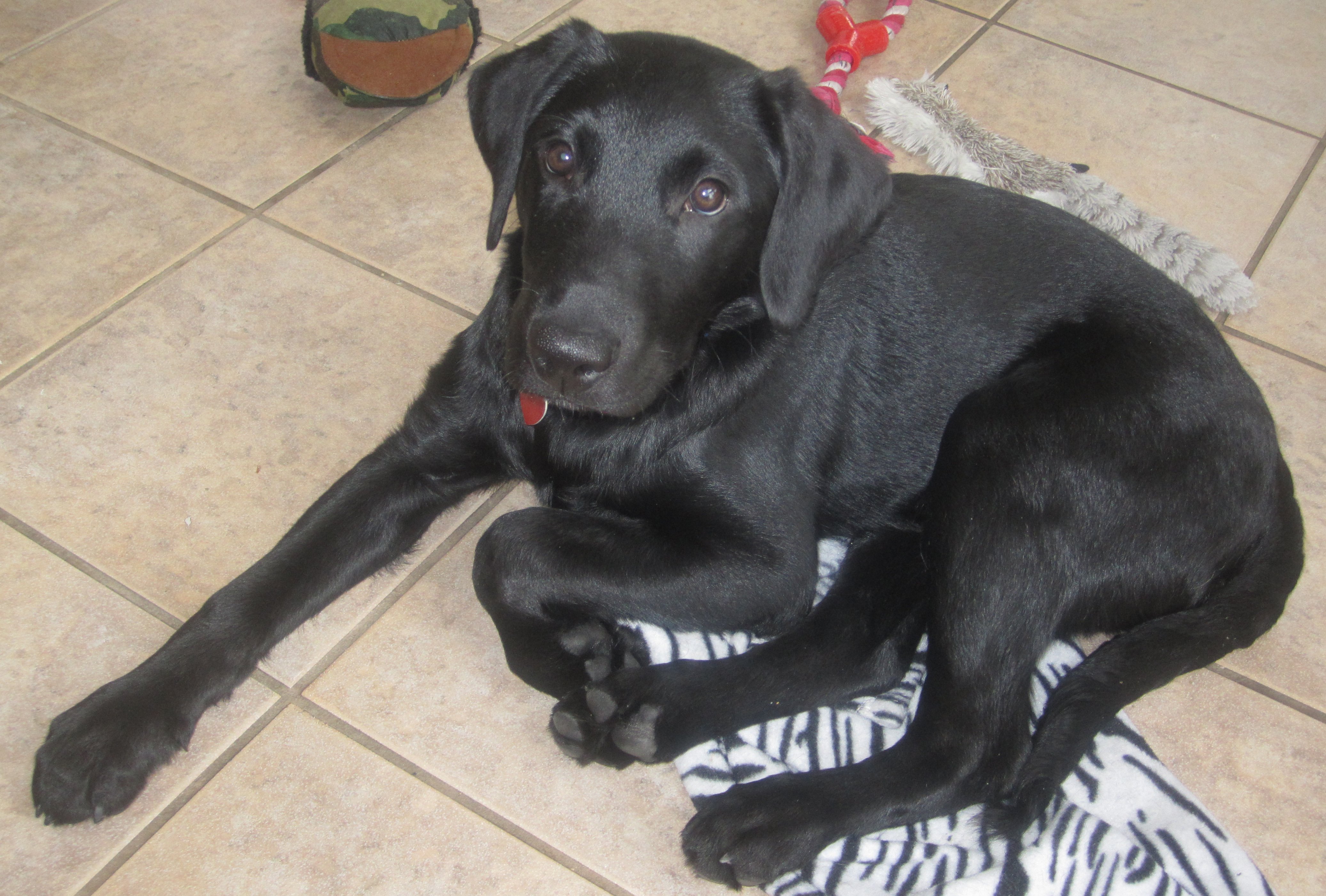 Labrador Croise Quoi Chiens Forum Animaux Doctissimo
