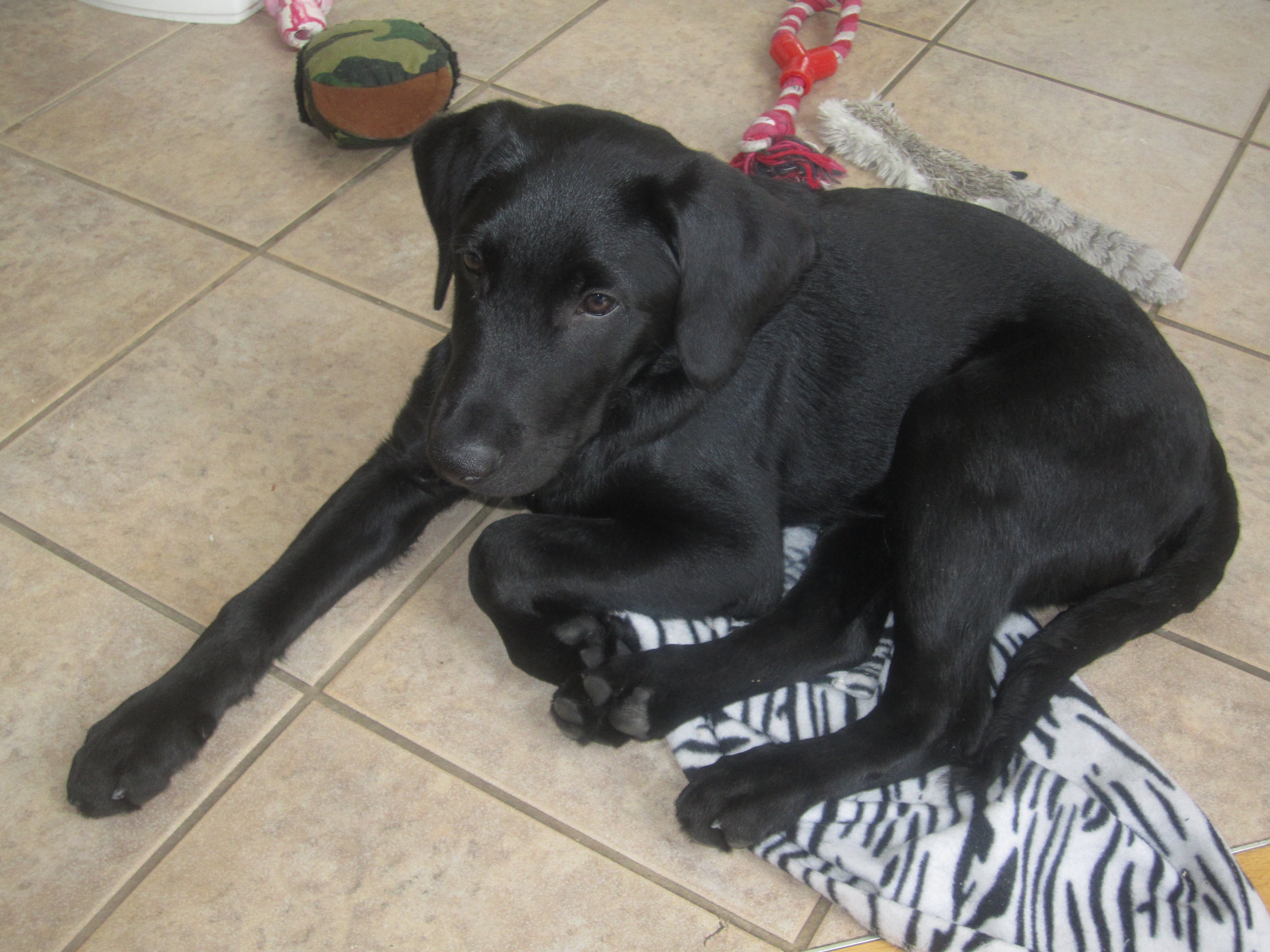 Labrador Croise Quoi Chiens Forum Animaux Doctissimo Labrador Croise Quoi Chiens Forum Animaux Doctissimo