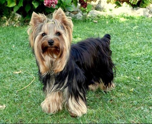 Mon York Vomit Jaune Chiens Forum Animaux