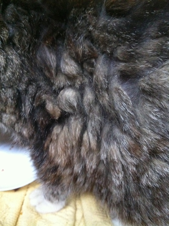 Trou Dans Le Pelage De Mon Chat Chat trouvé - Pelage catastrophique
