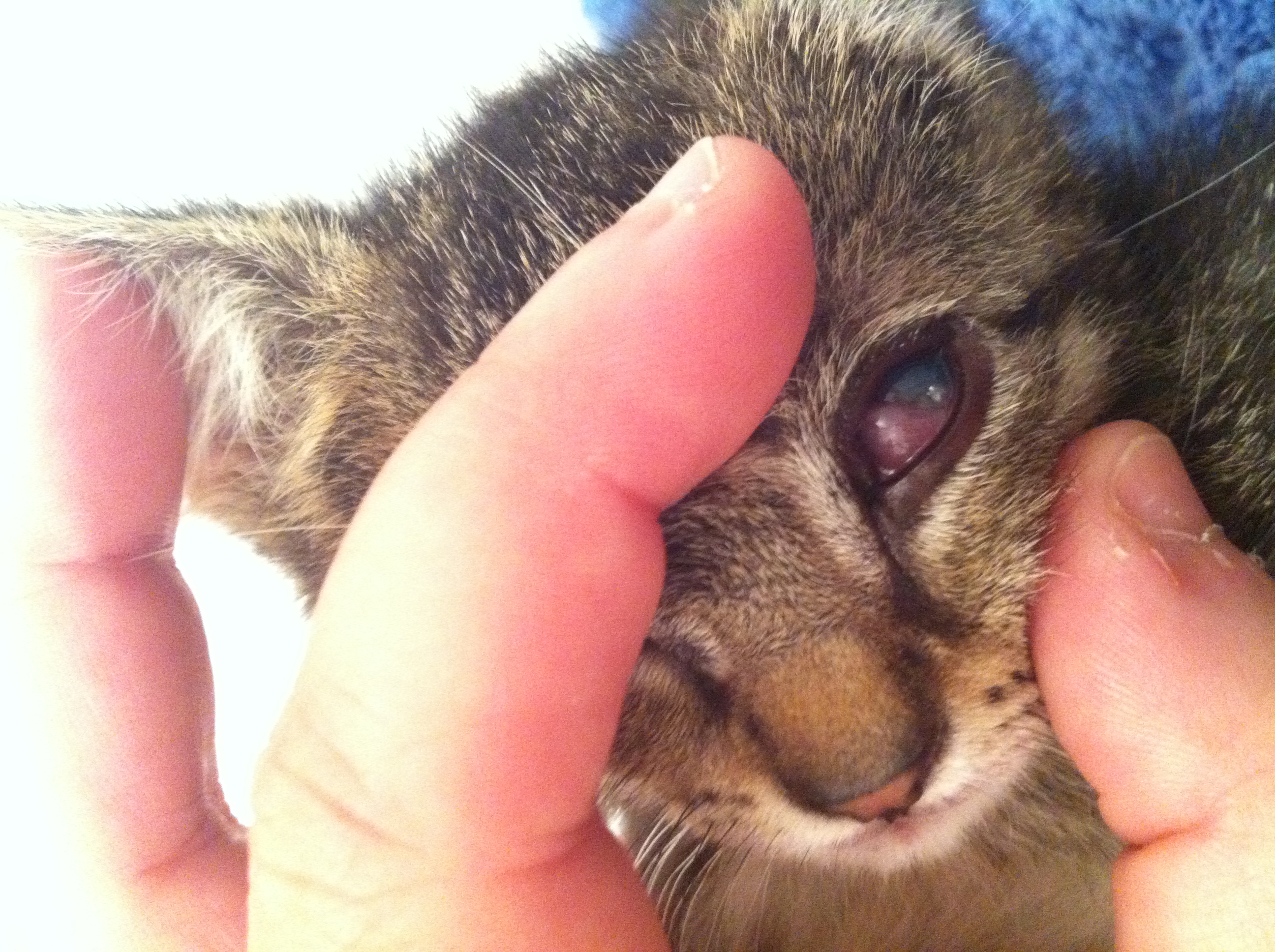 Ulcere De La Cornee Virus Herpes Chats Forum Animaux Doctissimo