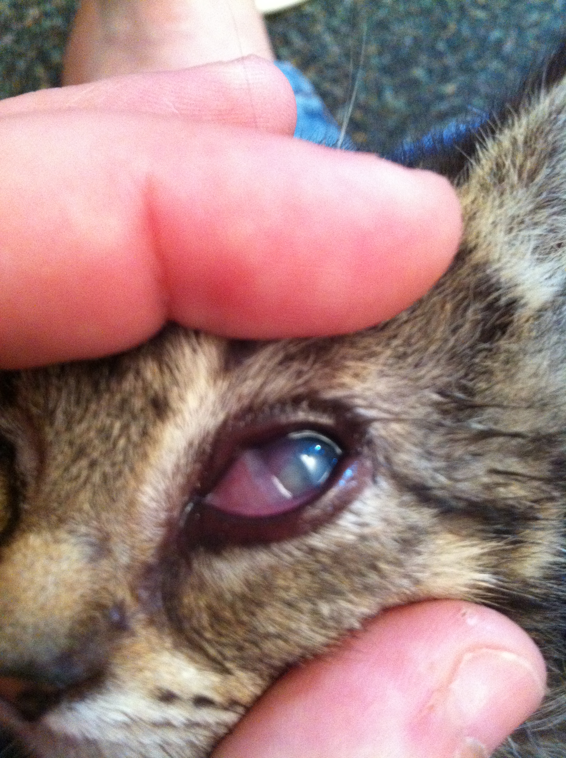 Ulcere De La Cornee Virus Herpes Chats Forum Animaux Doctissimo