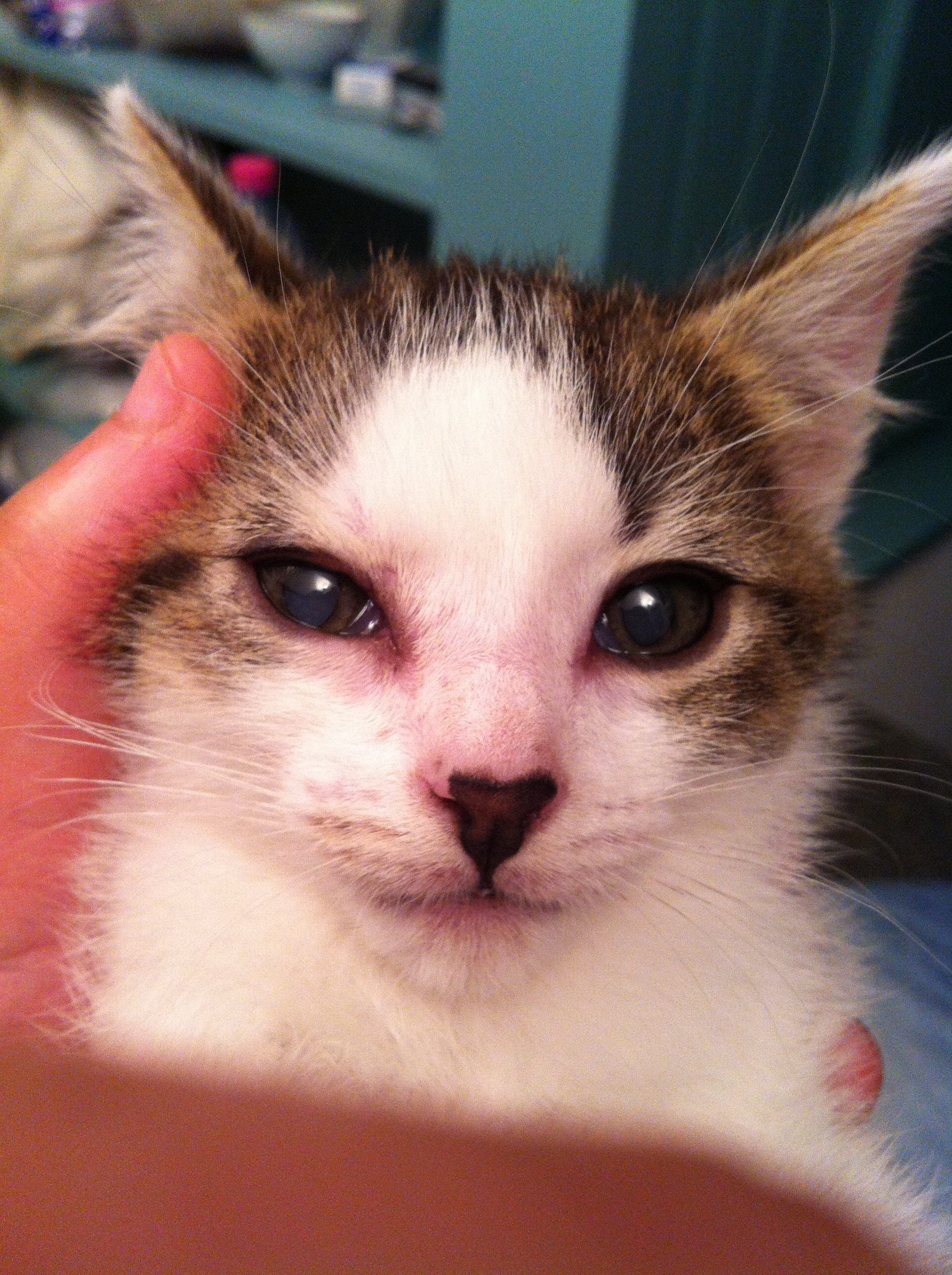 Ulcere De La Cornee Virus Herpes Chats Forum Animaux Doctissimo Ulcere De La Cornee Virus Herpes Chats Forum Animaux Doctissimo