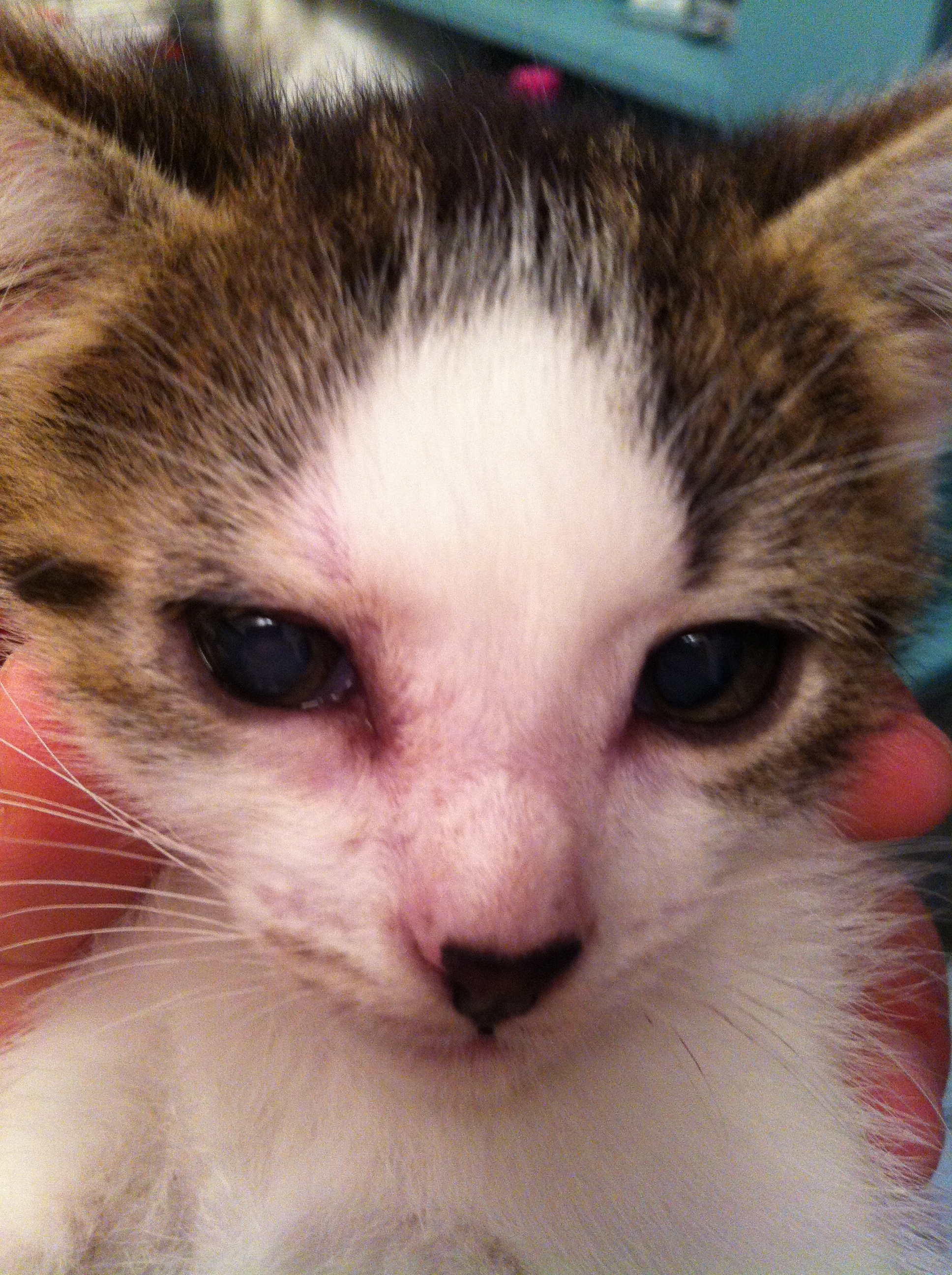 Ulcere De La Cornee Virus Herpes Chats Forum Animaux Doctissimo