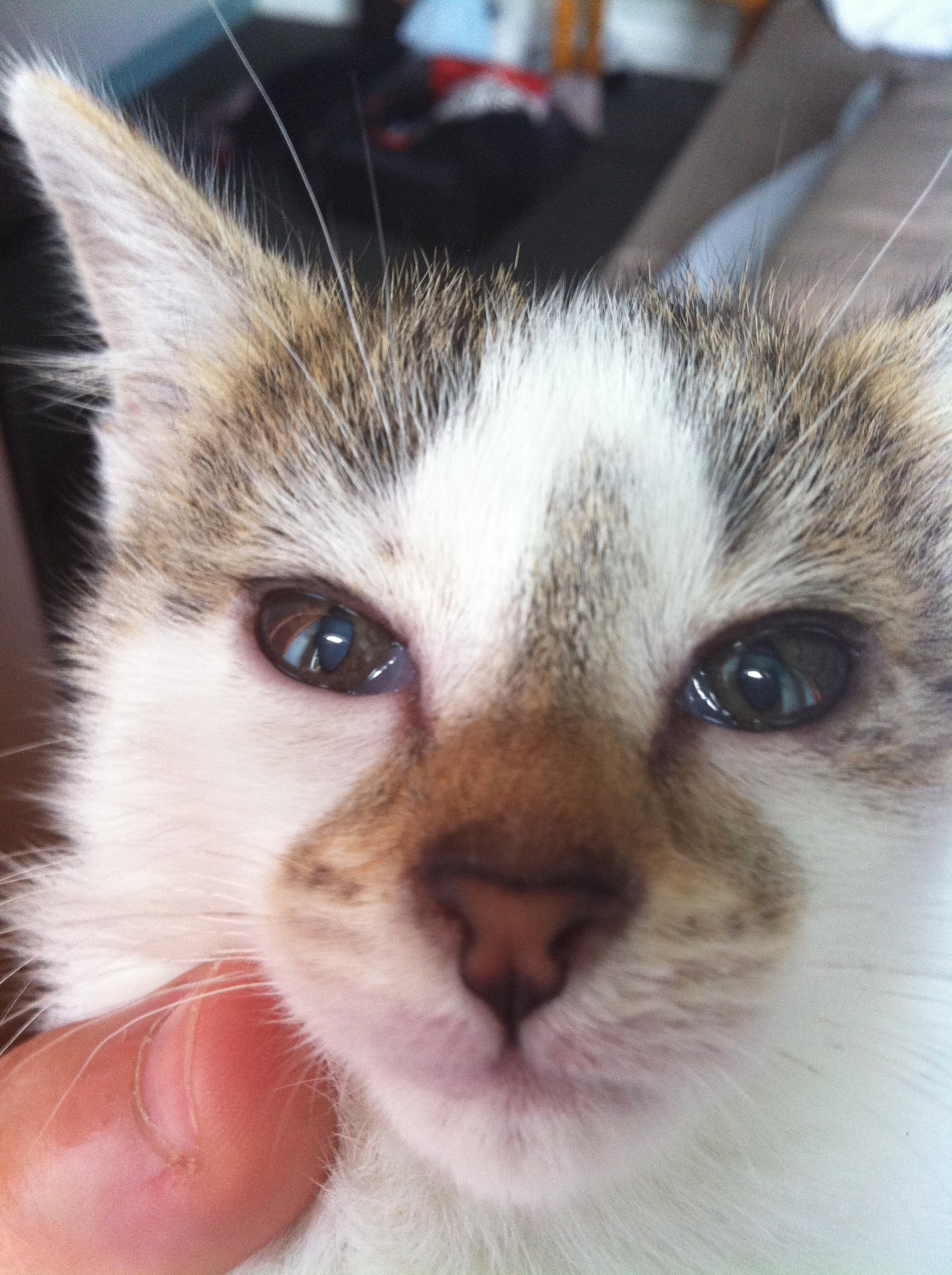 Ulcere De La Cornee Virus Herpes Chats Forum Animaux Doctissimo Ulcere De La Cornee Virus Herpes Chats Forum Animaux Doctissimo