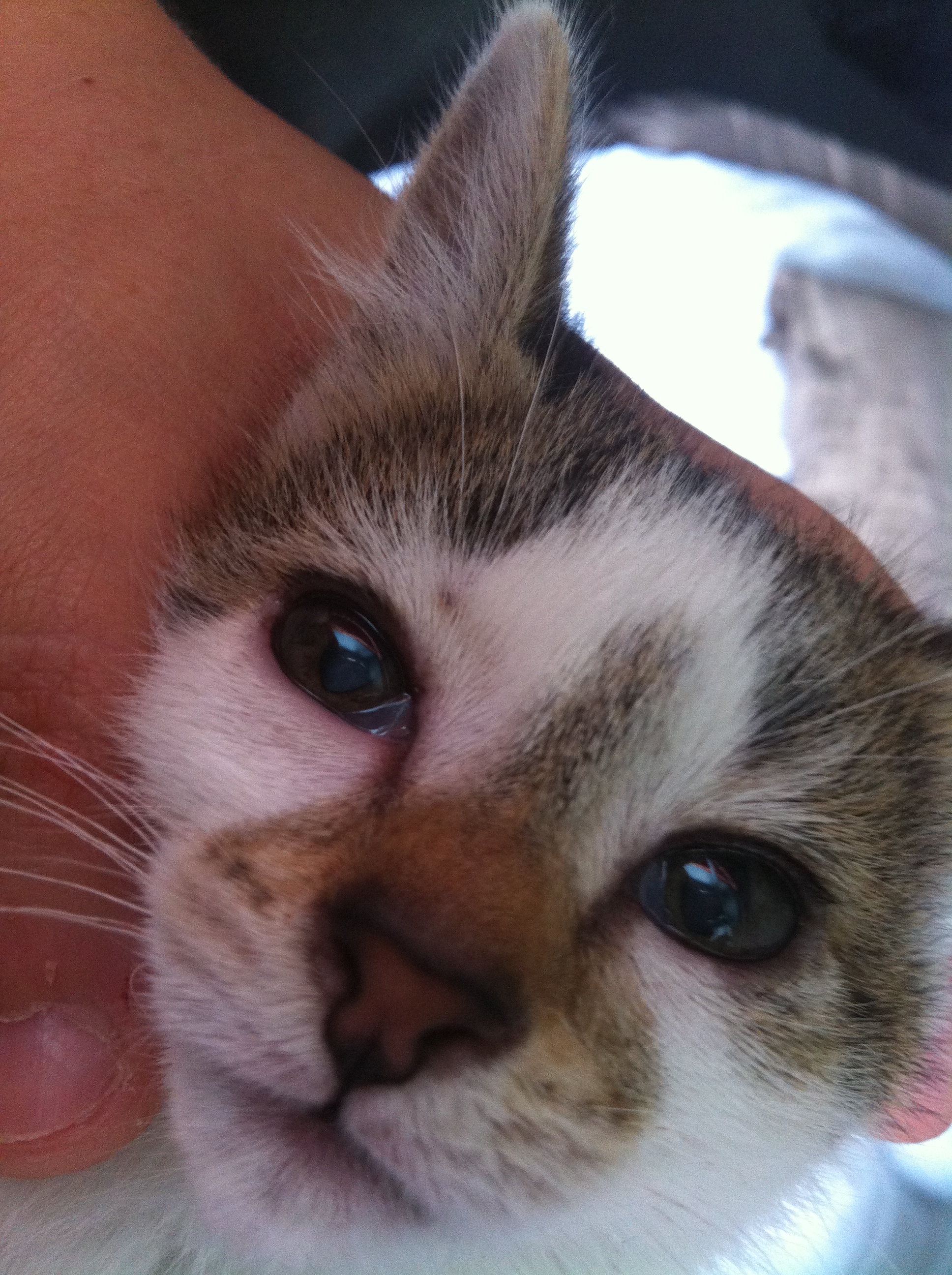 Ulcere De La Cornee Virus Herpes Chats Forum Animaux Doctissimo