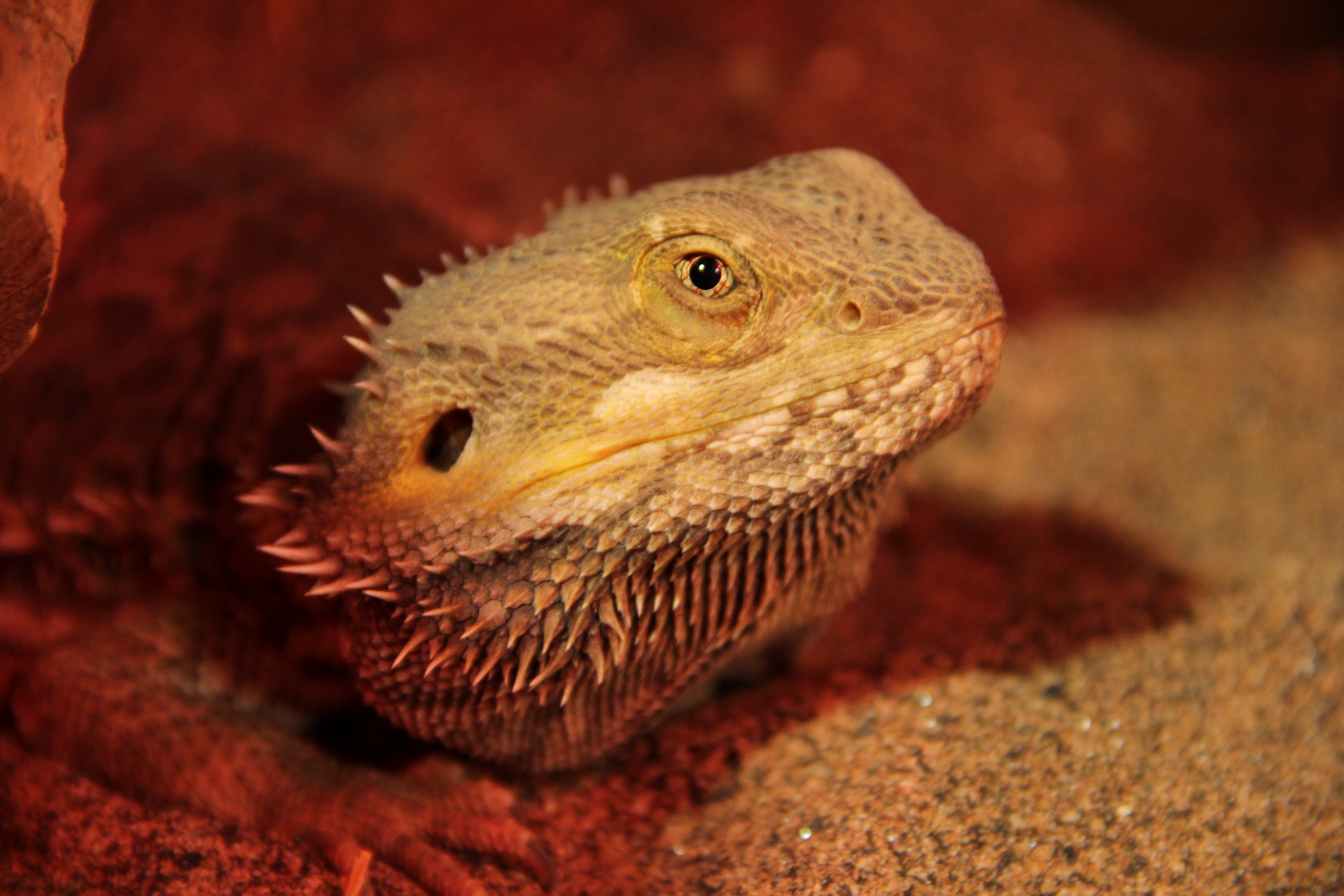 Quelques Questions Pour M Occuper Au Mieux De Mon Pogona Nouveaux Animaux De Compagnie Rats Reptiles Furets Forum Animaux Doctissimo