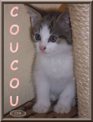 coucou chat 10 - Dossier 12 - charlotte752 - Photos - Club Doctissimo