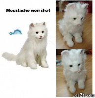 Moustache mon chat 8€