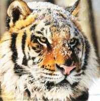 Anonymous-Siberian-tiger-in-a-snow-33654