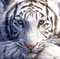 Photography-White-Tiger-15827