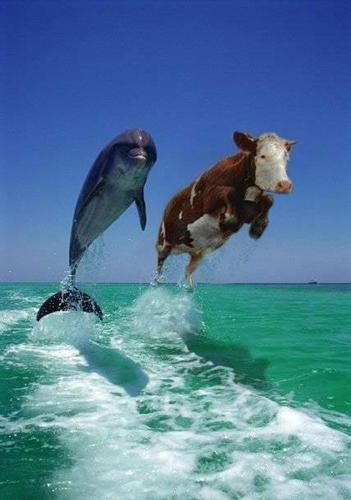 delfini & mucca