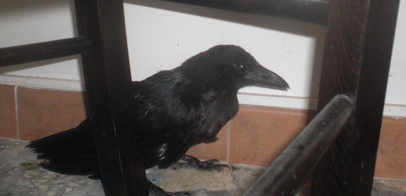 Corbeau Ou Corneille Soins Oiseaux Forum Animaux Doctissimo Corbeau Ou Corneille Soins Oiseaux Forum Animaux Doctissimo