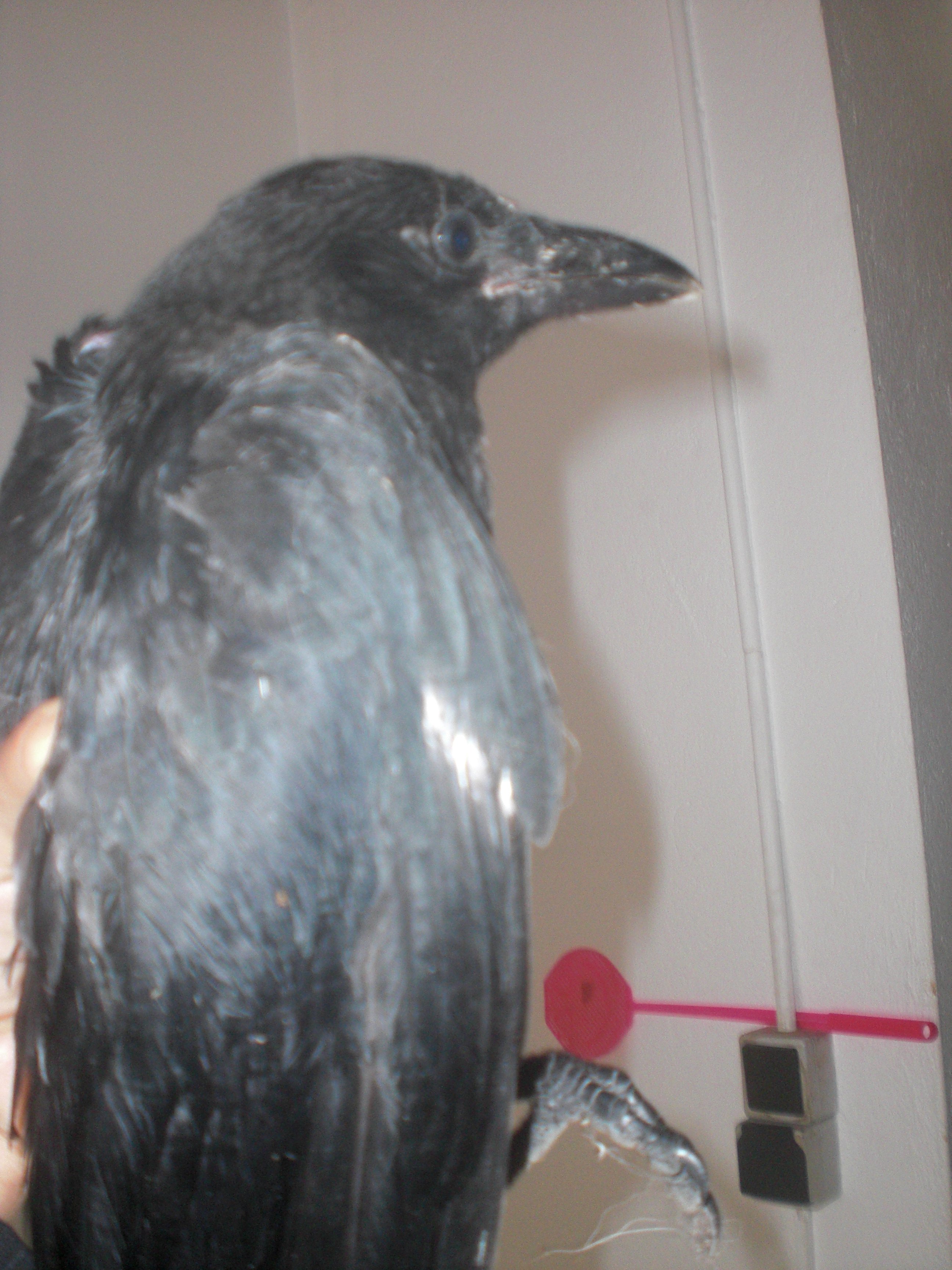 Corbeau Ou Corneille Soins Oiseaux Forum Animaux Doctissimo Corbeau Ou Corneille Soins Oiseaux Forum Animaux Doctissimo