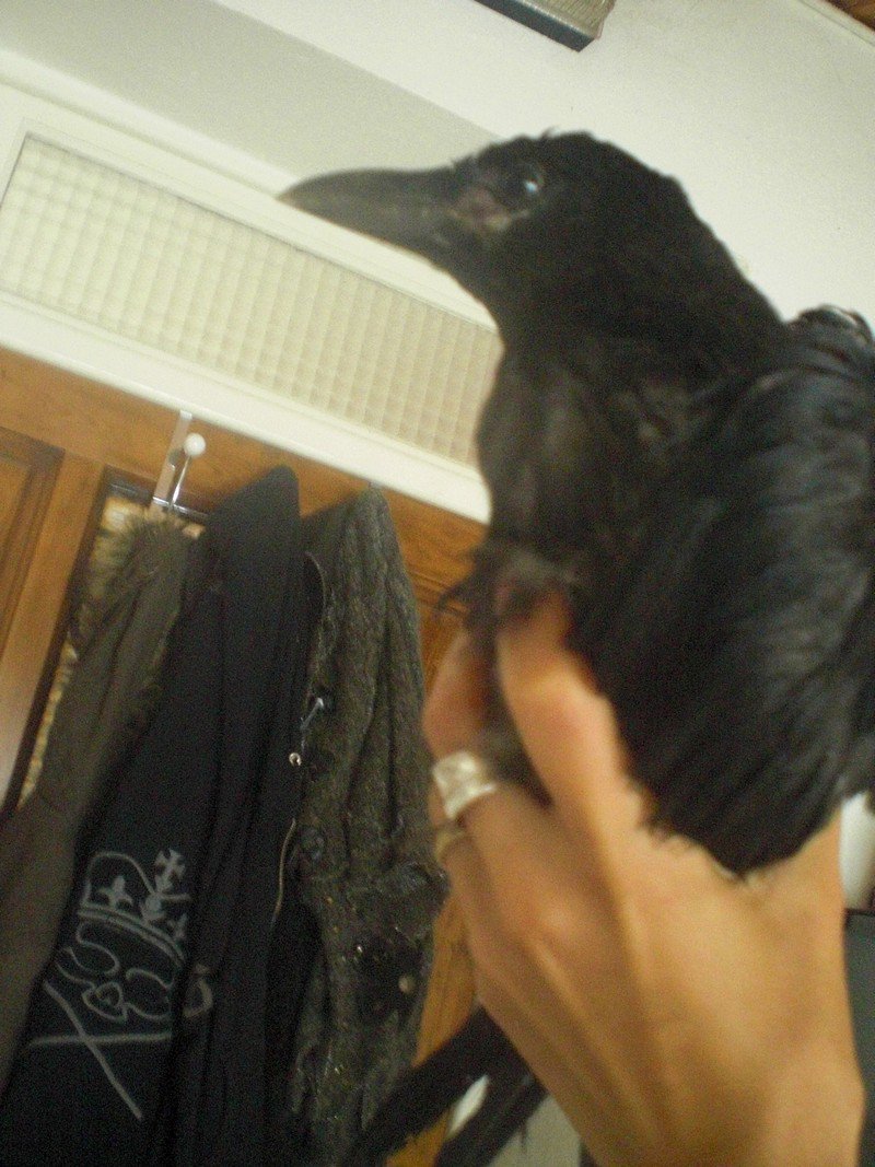 Corbeau Ou Corneille Soins Oiseaux Forum Animaux Doctissimo