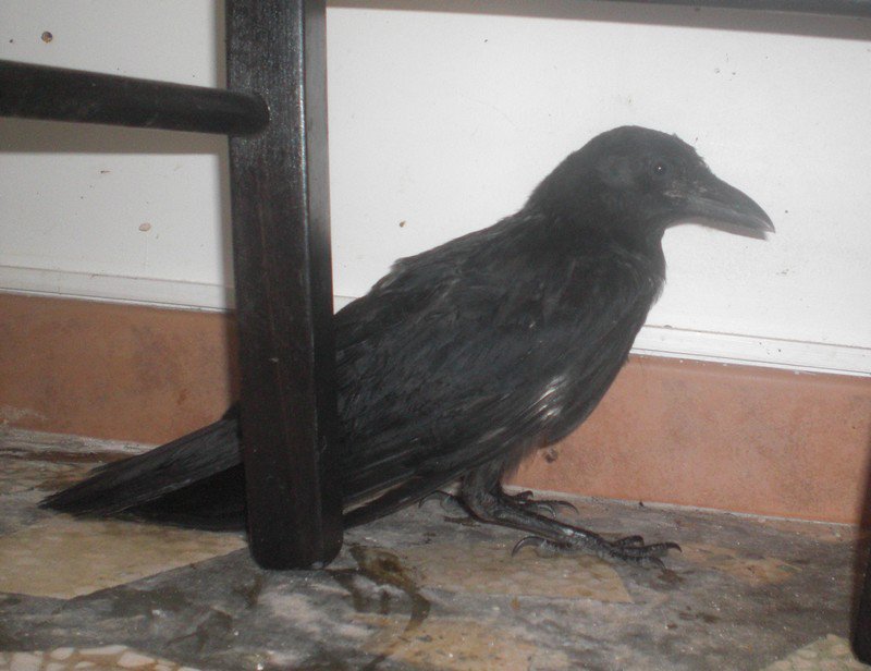 Corbeau Ou Corneille Soins Oiseaux Forum Animaux Doctissimo Corbeau Ou Corneille Soins Oiseaux Forum Animaux Doctissimo