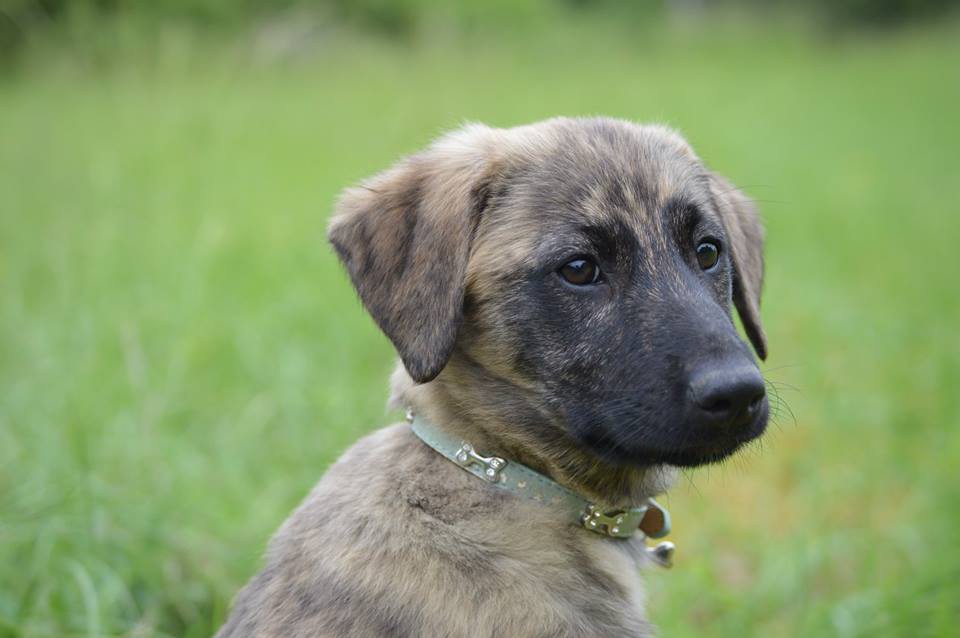 Malizia Femelle Cursinu Adoption D Un Chien Chien Perdu Chien Trouve Chiens Forum Animaux Doctissimo