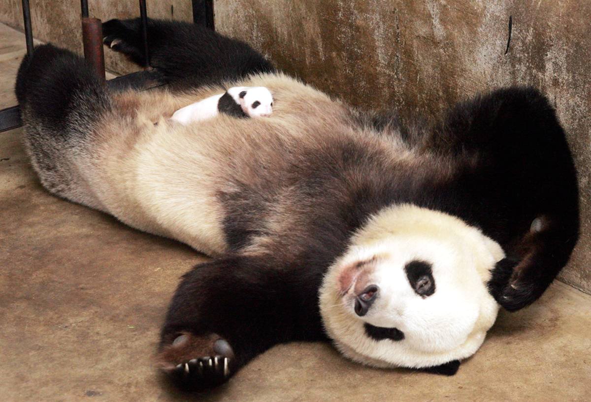 Mamans Bebes Animaux Maman Bebe Panda Une Nocturne Animaux Divers Mamanchatte Photos Club Doctissimo Mamans Bebes Animaux Maman Bebe Panda Une Nocturne Animaux Divers Mamanchatte Photos Club Doctissimo