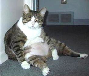 Humour Animaux Chats Drole 086 1 Chats Divers Articles Pour Chats Mamanchatte Photos Club Doctissimo Humour Animaux Chats Drole 086 1 Chats Divers Articles Pour Chats Mamanchatte Photos Club Doctissimo