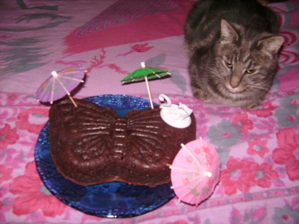 Gateau Au Chocolat De Lazare Meme Mon Chat N Y Resiste Pas Gateaux Sur Le Theme Des Chats Mamanchatte Photos Club Doctissimo