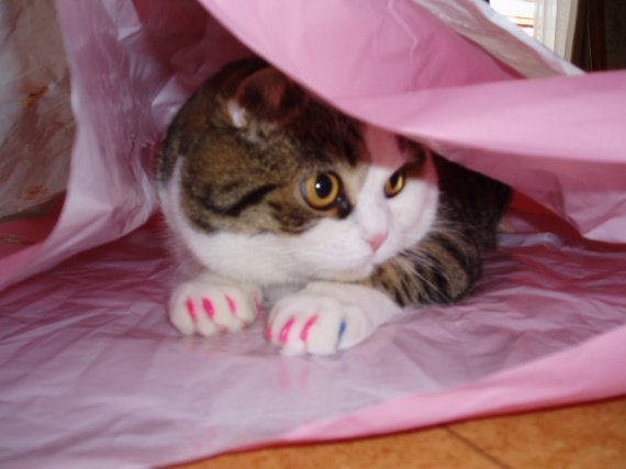 Protege Griffe Chat Chien Softclaws Img Edgriffe 01 Chats Divers Articles Pour Chats Mamanchatte Photos Club Doctissimo Protege Griffe Chat Chien Softclaws Img Edgriffe 01 Chats Divers Articles Pour Chats Mamanchatte Photos Club Doctissimo
