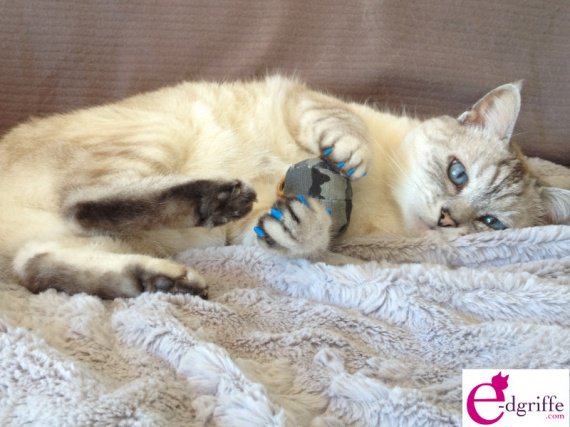 Protege Griffe Chat Chien Softclaws Img Edgriffe 45 Chats Divers Articles Pour Chats Mamanchatte Photos Club Doctissimo Protege Griffe Chat Chien Softclaws Img Edgriffe 45 Chats Divers Articles Pour Chats Mamanchatte Photos Club Doctissimo