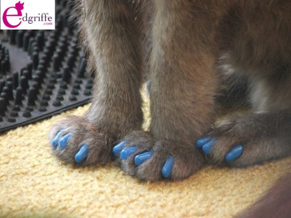 Protege Griffe Chat Chien Softclaws Img Edgriffe 48 Chats Divers Articles Pour Chats Mamanchatte Photos Club Doctissimo Protege Griffe Chat Chien Softclaws Img Edgriffe 48 Chats Divers Articles Pour Chats Mamanchatte Photos Club Doctissimo