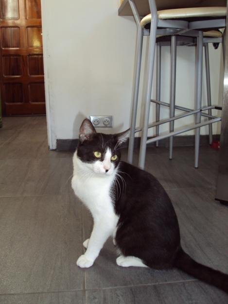 Chat Noir Blanc Type Felix Laubarede Chats De Blogs Mamanchatte Photos Club Doctissimo Chat Noir Blanc Type Felix Laubarede Chats De Blogs Mamanchatte Photos Club Doctissimo