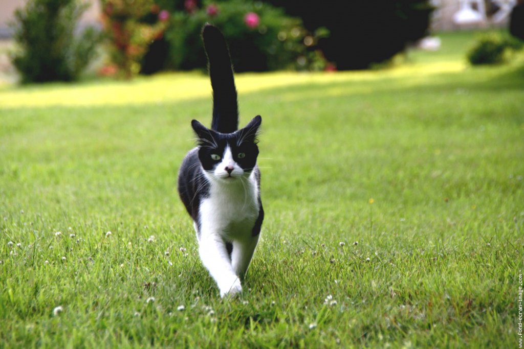 Chat Noir Et Blanc Chats De Blogs Mamanchatte Photos Club Doctissimo