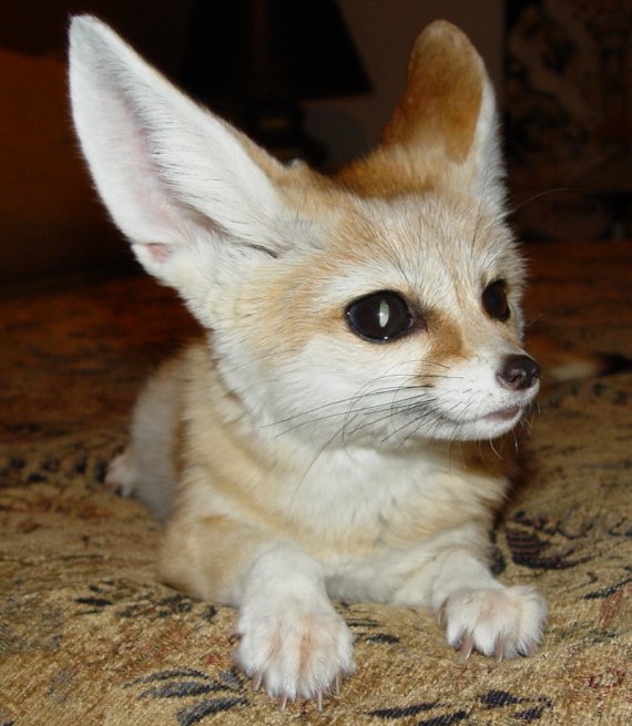 Fennec Fox Bebe Animaux Divers Mamanchatte Photos Club Doctissimo