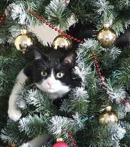 Ce Chat Coupable D Etre Monte Dans Le Sapin De Noel Chats De Noel Mamanchatte Photos Club Doctissimo Ce Chat Coupable D Etre Monte Dans Le Sapin De Noel Chats De Noel Mamanchatte Photos Club Doctissimo