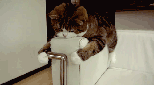 Gifs Chat 87vvll2sgw Gifs2 Mamanchatte Photos Club Doctissimo Gifs Chat 87vvll2sgw Gifs2 Mamanchatte Photos Club Doctissimo