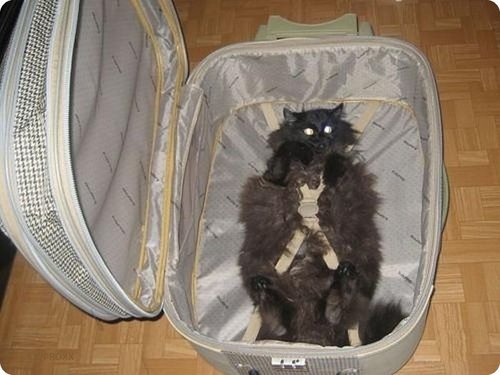 Un Chat Qui Dort Dans Une Valise Chats Divers Articles Pour Chats Mamanchatte Photos Club Doctissimo