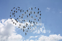 Oiseaux-en-formation-coeur