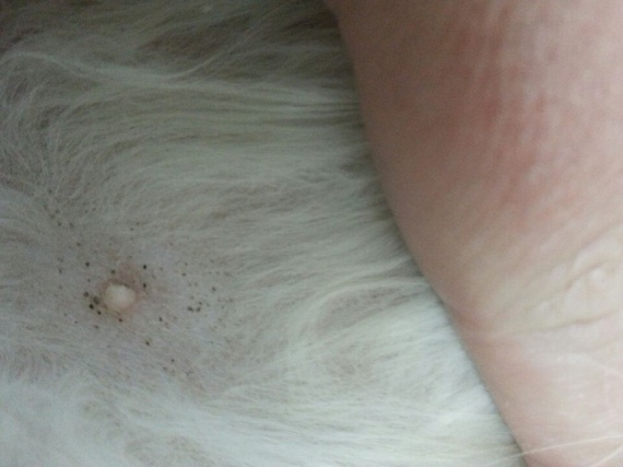 Point Noir Sur La Peau Point Noir Sur La Peau