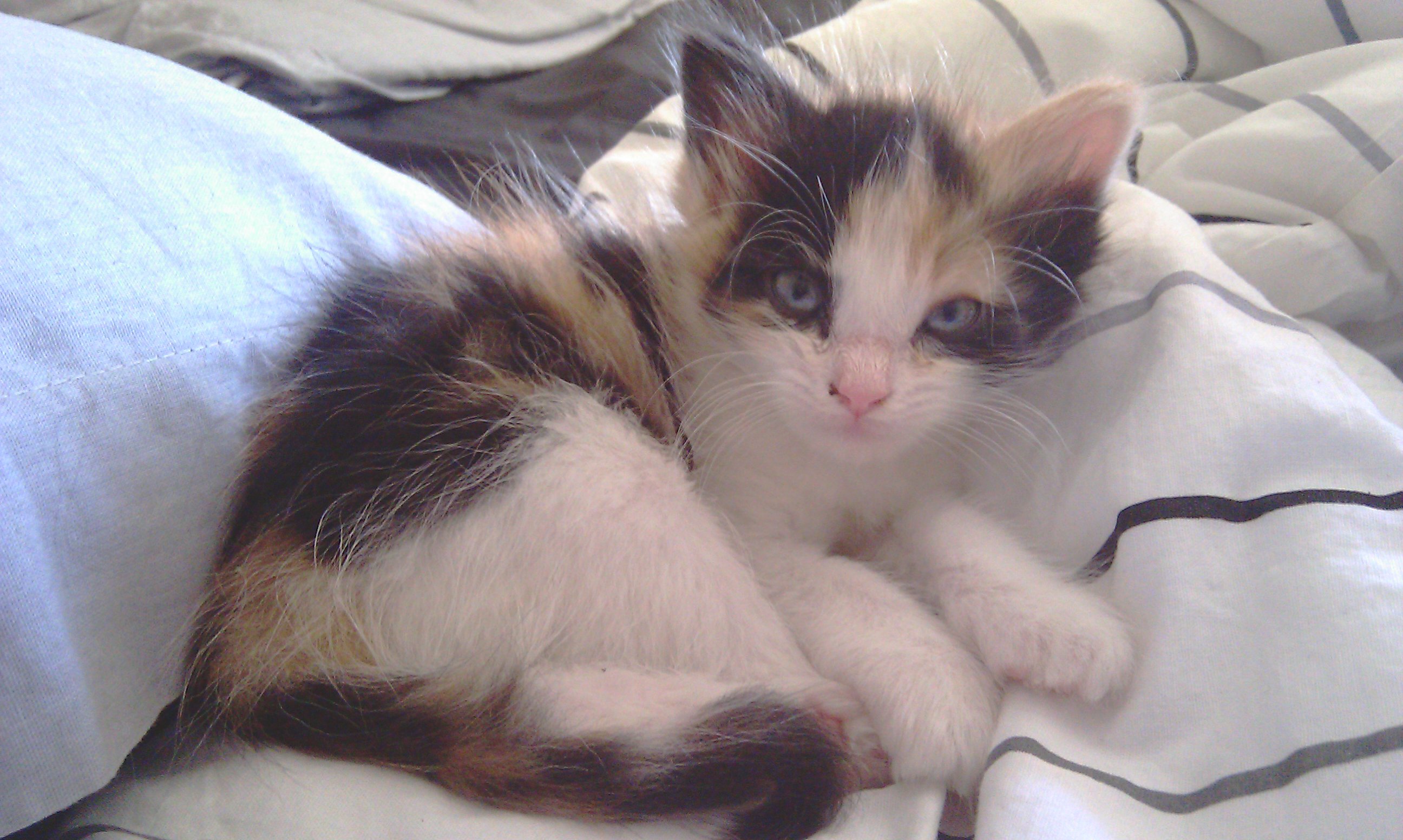 Chaton Calico Chats Forum Animaux Doctissimo Chaton Calico Chats Forum Animaux Doctissimo