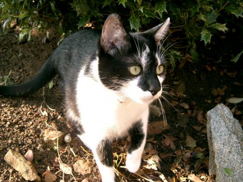 Infection Urinaire Pour Mon Chat Medecine Veterinaire Forum Animaux Doctissimo Infection Urinaire Pour Mon Chat Medecine Veterinaire Forum Animaux Doctissimo
