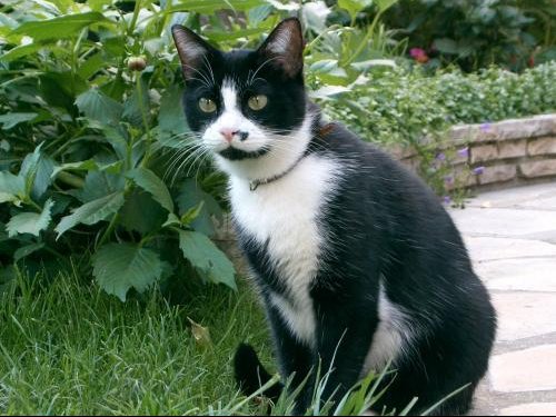 Infection Urinaire Pour Mon Chat Medecine Veterinaire Forum Animaux Doctissimo Infection Urinaire Pour Mon Chat Medecine Veterinaire Forum Animaux Doctissimo