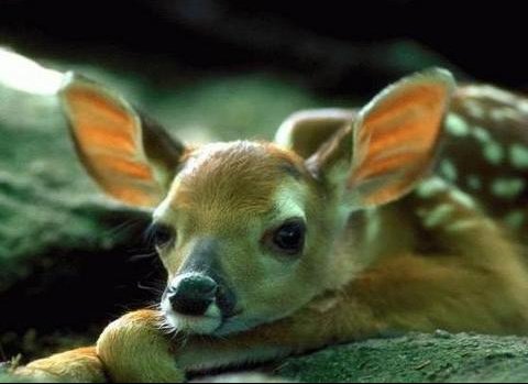 Ma biche chorouky Doctissimo Ma biche chorouky Doctissimo