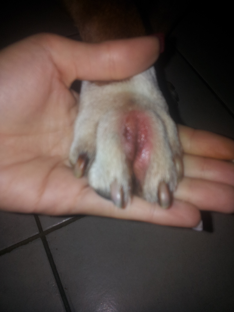 Staffi Bouton à La Pâte Chiens Forum Animaux
