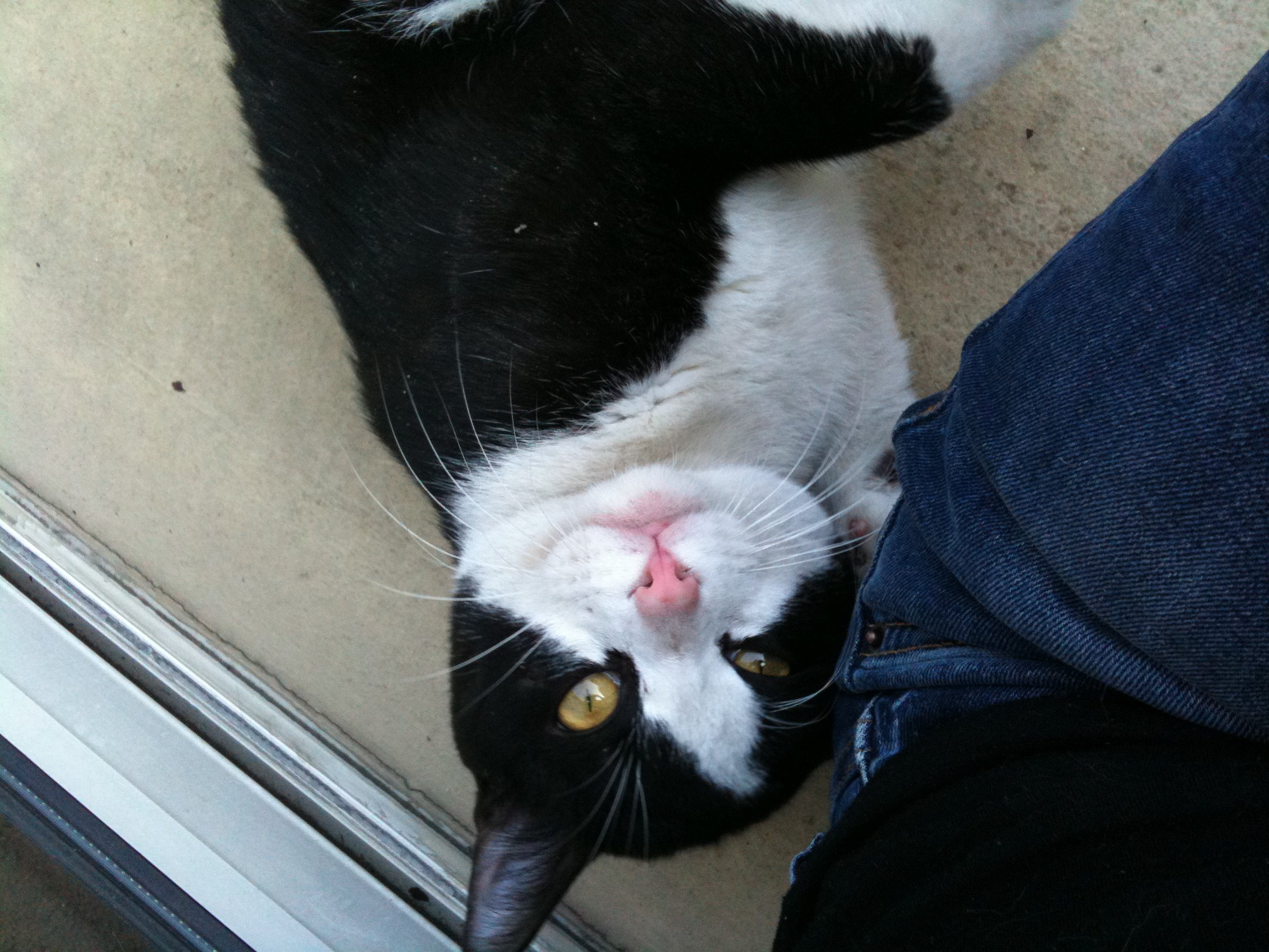 Chat Dans Mon Jardin Miaulant Et Réclamant De Laffection